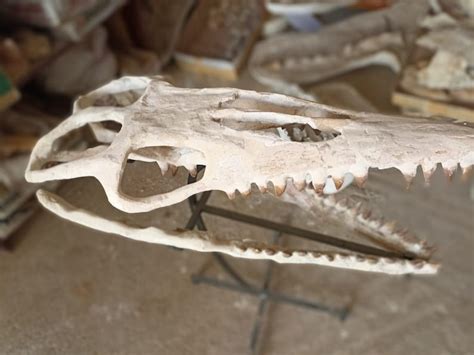 Great Quality Mosasaur Skull Mosasaurus Beaugei Dinosaur - Etsy