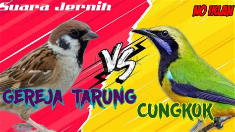 SUARA MASTERAN GEREJA TARUNG Vs CUNGKOK TEMBAKAN PEDAS SUARA JERNIH