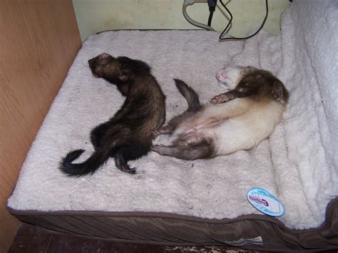 Sleeping Ferrets Emily Neef Flickr