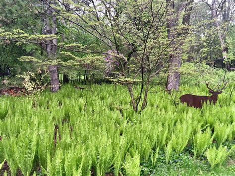 Wildscape: How to cultivate your own garden vision — FERNS & FEATHERS