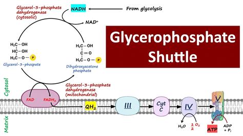 Glycerol 3 Phosphate Shuttle Mitochondrial Respiration Biochemistry