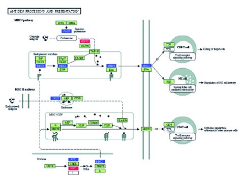 KEGG Diagram Of The Pathway Down Regulated Genes Are Represented By