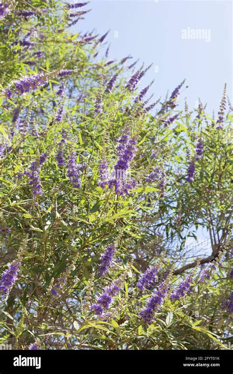 Vitex Agnus Castus Spring Hi Res Stock Photography And Images Alamy