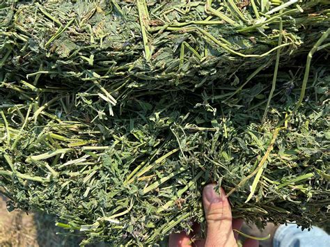 Alfalfa Hay Ratzlaff Farms