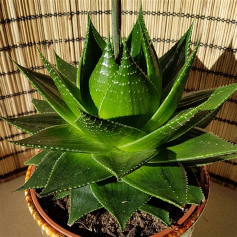 Aloe Cosmo Green Pearl Aloe Cosmo Uploaded By Wil