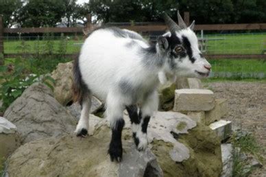 Pygmy goats part 2: housing and other facilities | Pocket Farm Magazine