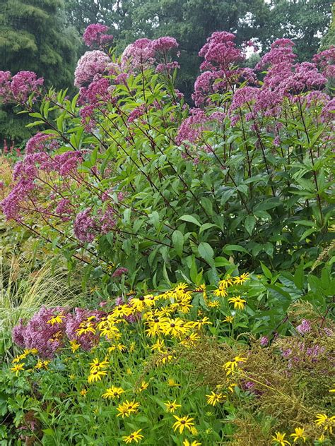 Eupatorium Maculatum