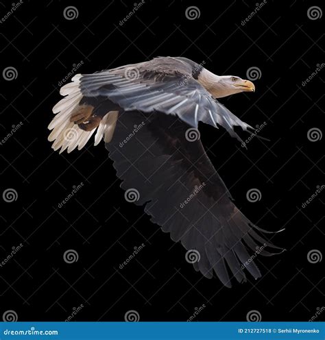 Eagle Flying Isolated at Black Stock Photo - Image of hunter, bald ...