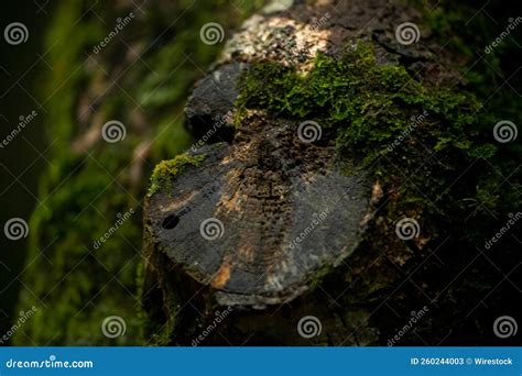 Tree Bark Covered With Green Moss In The Temperate Rainforest Close Up