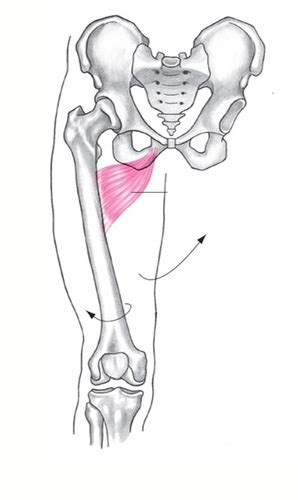 Hip And Pelvis Flashcards Quizlet