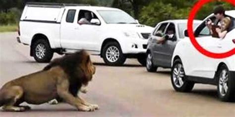 This Lion Shows Tourists Why You Must Stay Inside Your Car