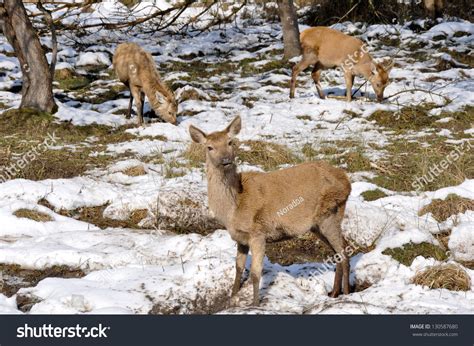 Herd Deer Salburua Park Vitoriaspain Stock Photo 130587680 Shutterstock