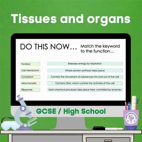 Tissues And Organs Gcse By Cmgs Science Lessons Tpt