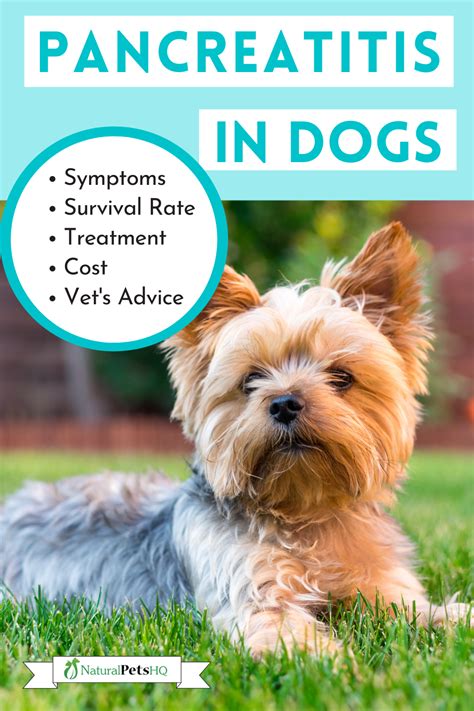 Will My Dog Survive Pancreatitis? - NPHQ Veterinarian | Pancreatitis in ...