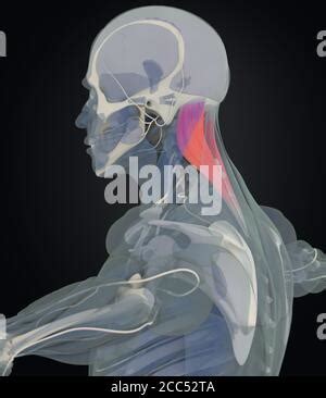 Illustration Of The Splenius Capitis Muscles Stock Photo Alamy