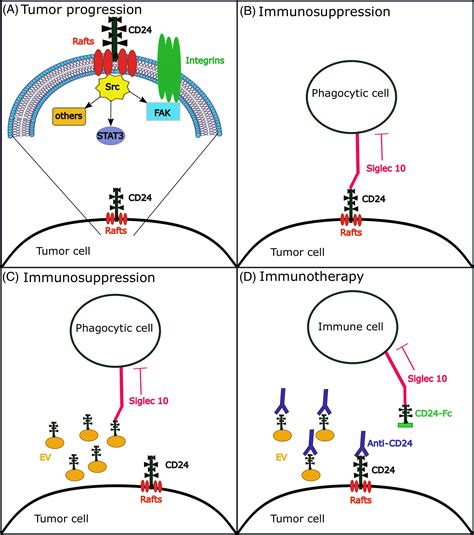 Novel Insights Into The Function Of Cd24 A Driving Force In Cancer