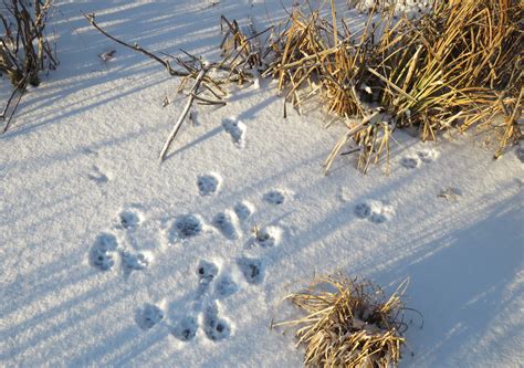 coyote tracks in marsh ( hunting for mice) – Oakland County Blog