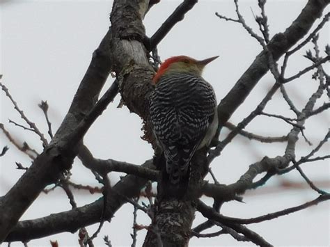 Why Is This Called The Red Bellied Woodpecker Rornithology