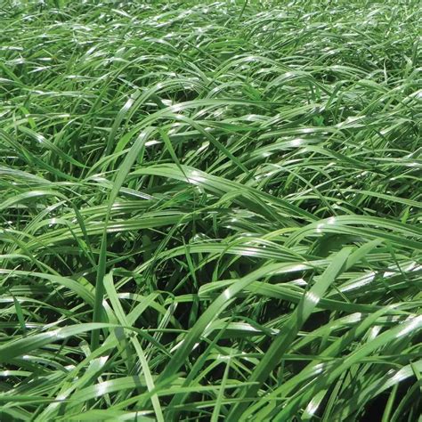 Ryegrass Shogun Semillas De Forrajes Croper