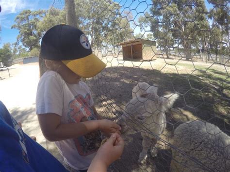 Ballarat Wildlife Park : Up Close With Australian Animals - The Kid ...