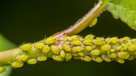 Afidi Che Cosa Sono I Pidocchi Delle Piante E Rimedi