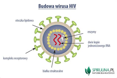 Hiv Algi Spirulina I Chlorella