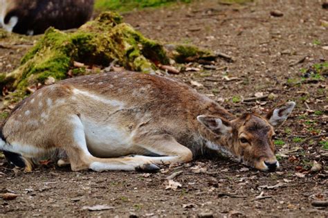 Kostenlose foto Natur Tierwelt wild Hirsch Säugetier Fauna