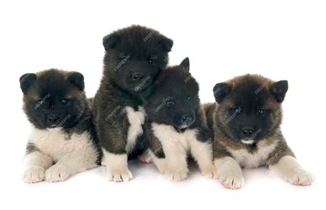 Premium Photo | American akita puppies