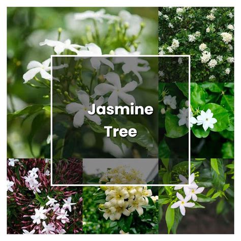 How To Grow Jasmine Tree Plant Care Tips Norwichgardener