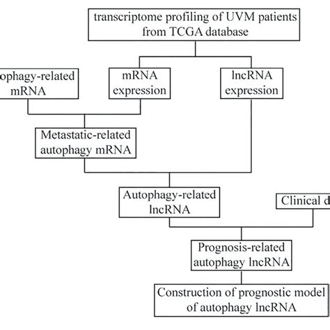 The Flowchart Of The Construction Of The Prognostic Model Of