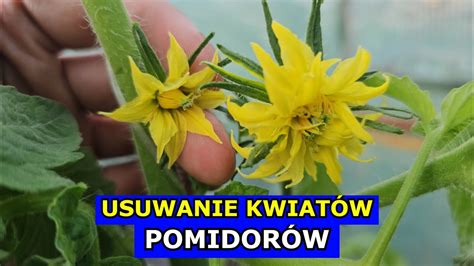 Usuwanie Kwiatów Pomidora Staśmione Pomidory czy Usuwać Uprawa