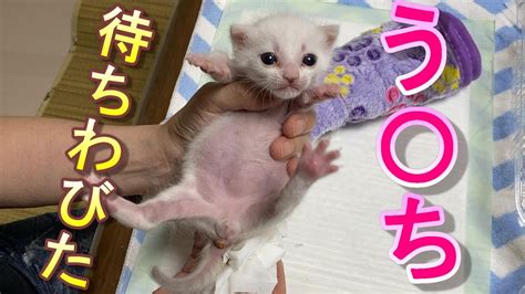 ずっと便秘だった生後17日目の赤ちゃん猫がようやく踏ん張り始めた【保護猫】 Youtube