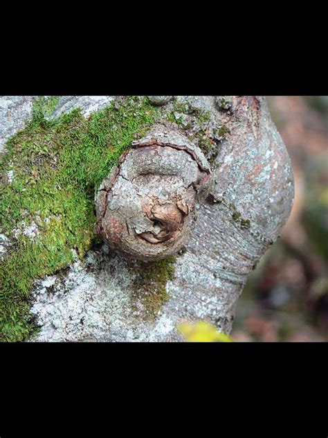 Raconte Moi Ton Arbre Un Euro Ne Fait Pas Le Printemps