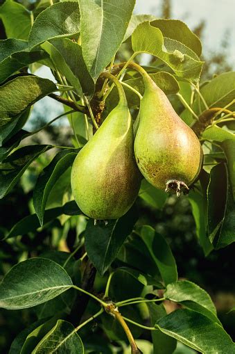 Pir Di Cabang Pir Hijau Unripe Pohon Pir Pir Muda Lezat Tergantung Di