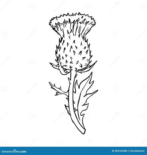 Vector Black Line Contour Illustration Thistle Plant Drawn by Hand ...