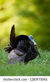 Eastern Wild Turkey Meleagris Gallopavo Gobbler Stock Photo