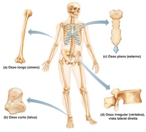 O Corpo Humano Tem Quantos Ossos Conhe A Os Principais Biologia