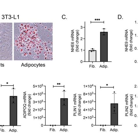 Differentiated 3t3 L1 Adipocytes Selectively Upregulate Nhe6 Download