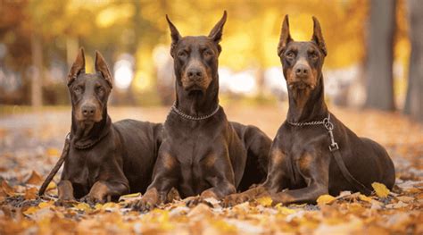 Doberman Cinsi Zellikleri Ve Bak M Wikipetia