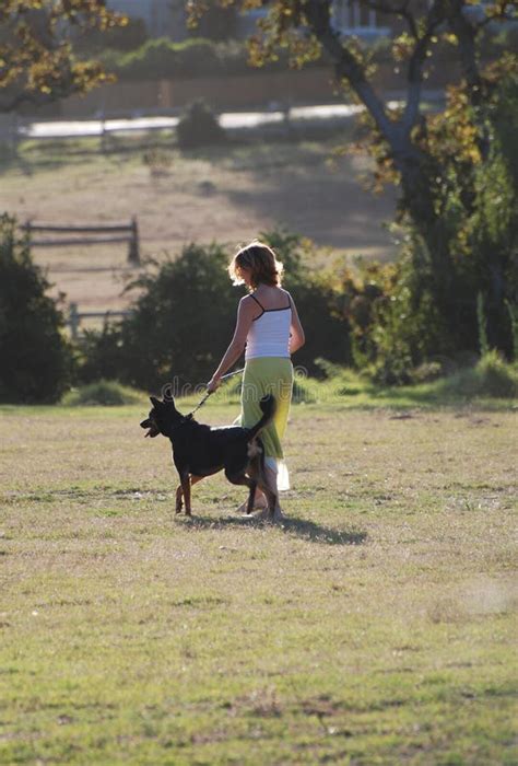 Training a Show Dog stock photo. Image of trainer, mammal - 556364