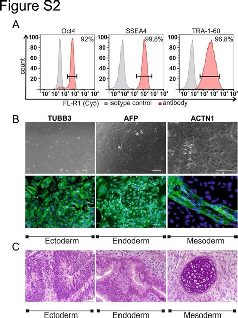 Figure S Characterization Of Icasp Hipscs Exemplarily Shown For