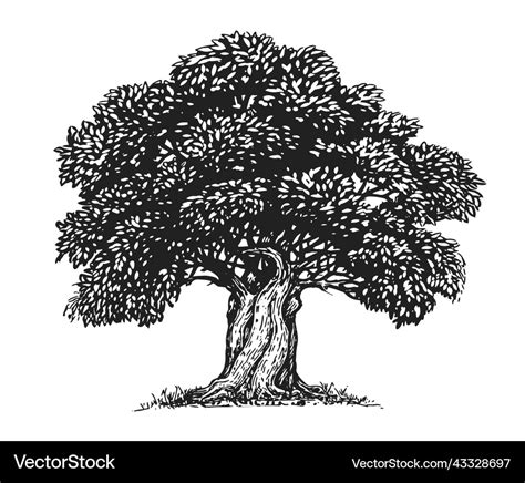 Olive tree with olives sketch hand drawn Vector Image