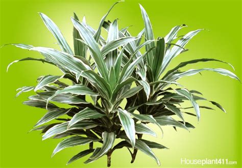 Long Narrow Green And White Striped Leaves On A Dracaena Warnekii Air