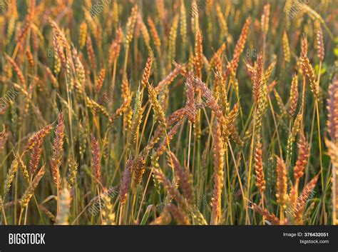 Wheat Field Image And Photo Free Trial Bigstock