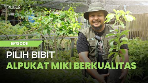 Pilih Bibit Alpukat Miki Berkualitas Youtube