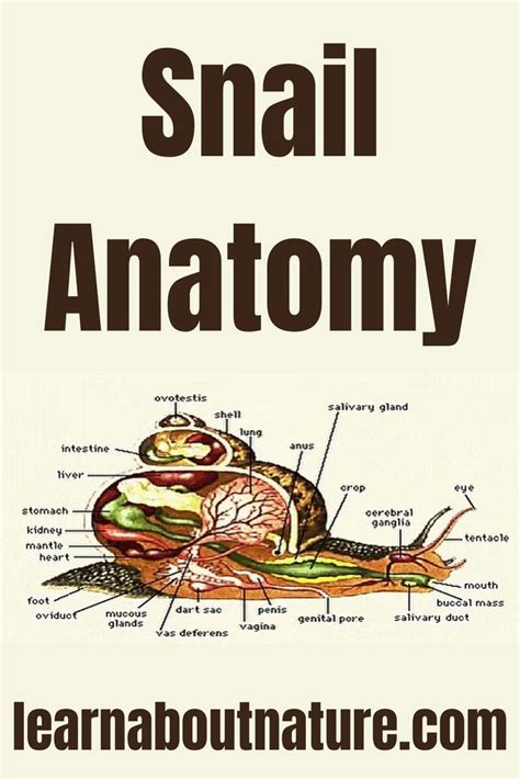 Snail Anatomy - All About Internal & External Organs | Snail, Anatomy ...