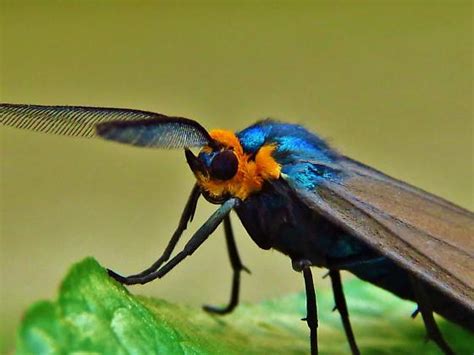 Id Help Needed Moth Ctenucha Virginica Bugguide Net