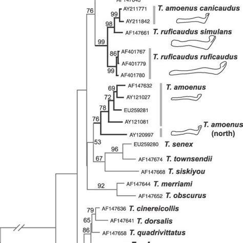 Maximum Likelihood Estimate Trn I Of Phylogeny Of Cyt B For