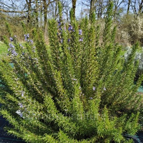 Rosmarinus Officinalis Sappho Romarin Compact