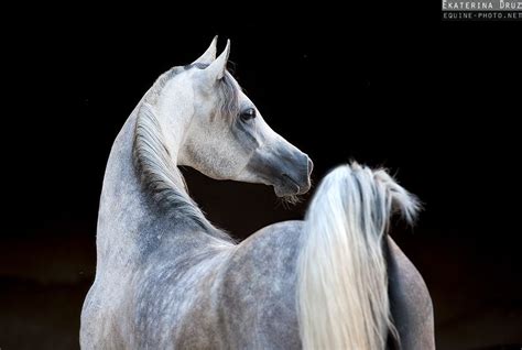 Dapple Gray Arabian Horse Summer 2012 Equine Photography By